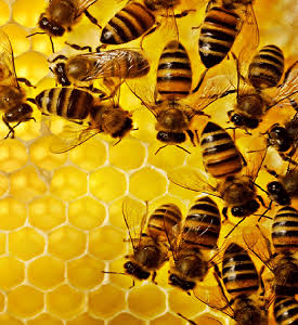 🍯 یک قطره عسل، هزاران سفر؛ فرآیند شگفت‌انگیز تولید عسل طبیعی